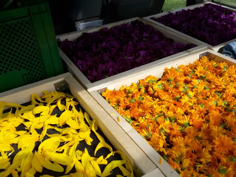 Trockengestelle mit gelben und violetten Blüten, Kräuter- und Blütentrocknung