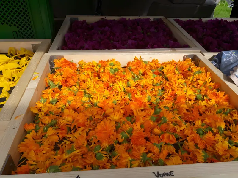 Trockengestell mit orangen Ringelblumenblüten, daneben dunkle Blüten