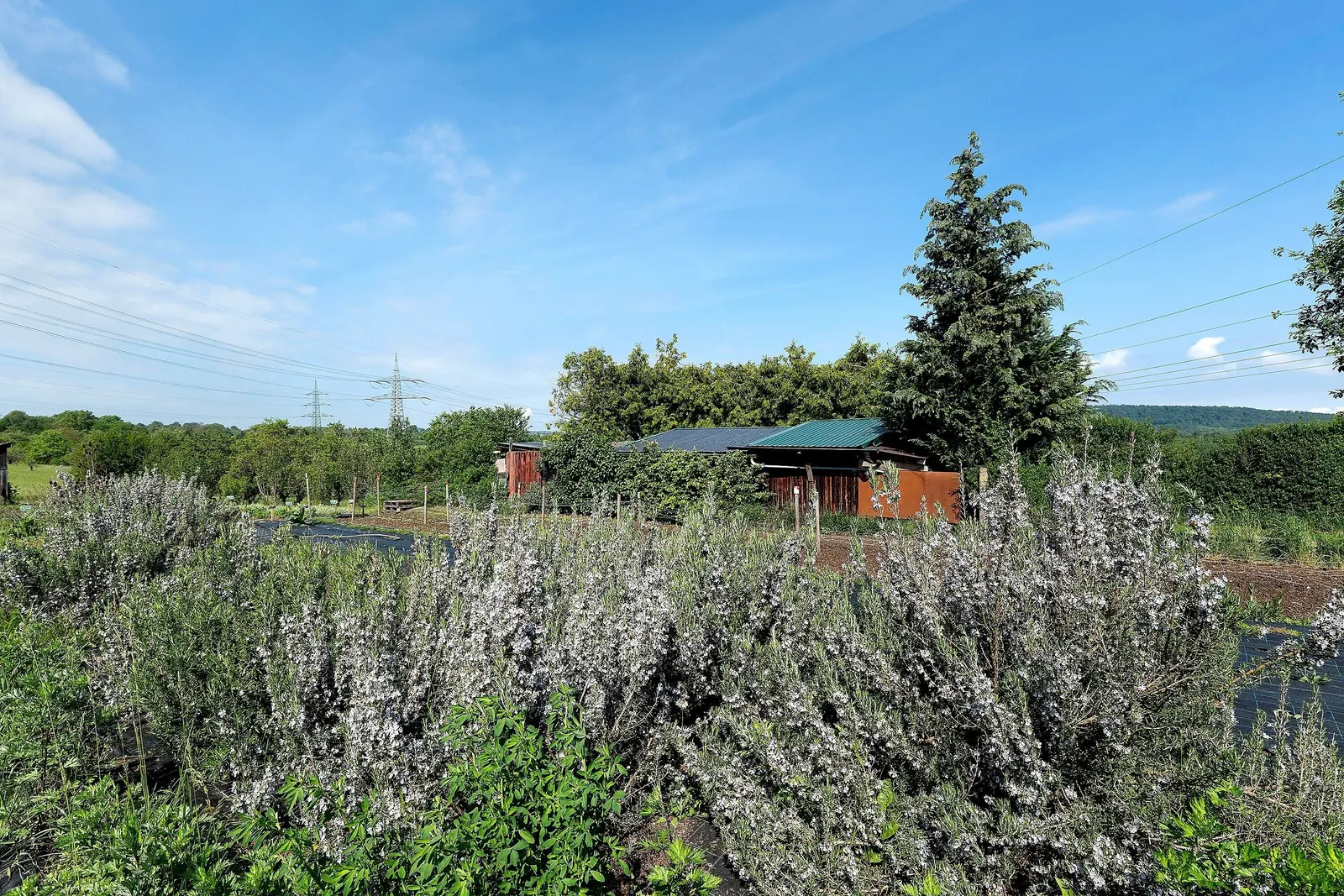 Blühendes Lavendelfeld mit Hütte, weiter Blick über die Landschaft