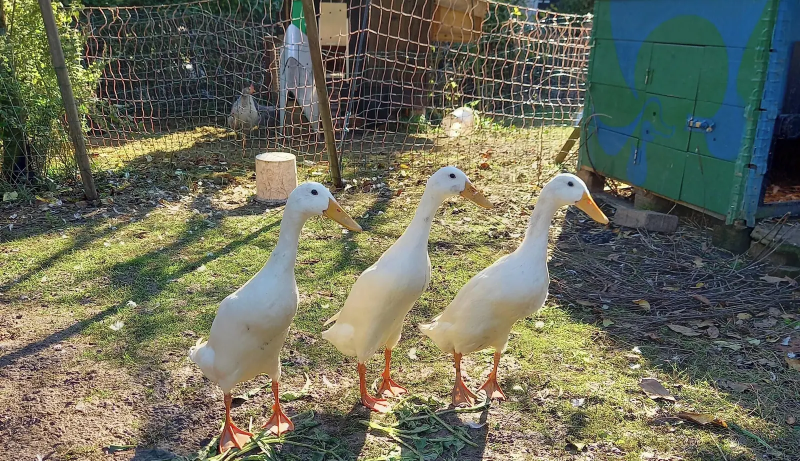 Drei weiße Enten stehen auf Gras in einem umzäunten Bereich