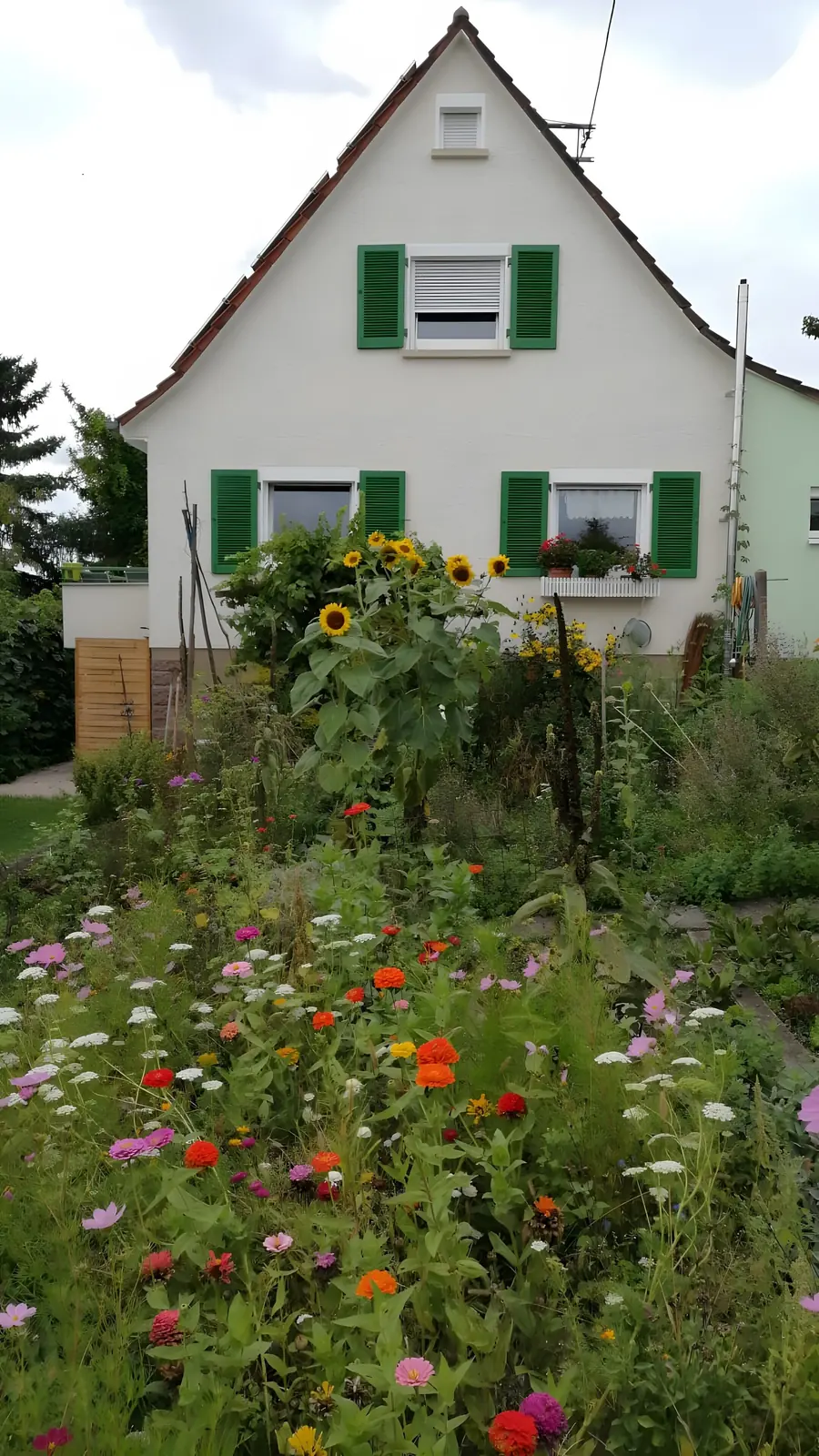Weißes Haus mit grünen Fensterläden hinter blühender Blumenwiese