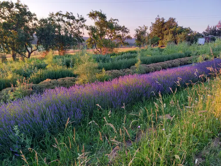 Blühender Lavendel im Abendlicht, dahinter Bäume
