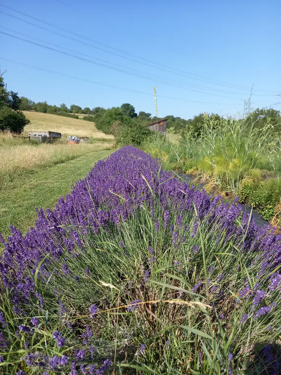 Lavendelfeld in voller Blüte, dahinter Bäume und Wagen