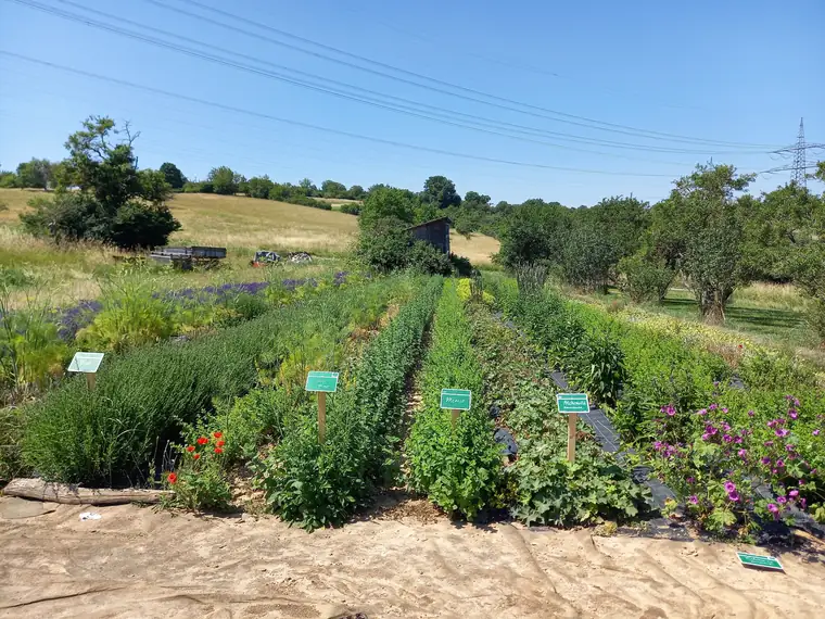 Kräuterreihen mit Schildern und blühendem Lavendel am Feldrand