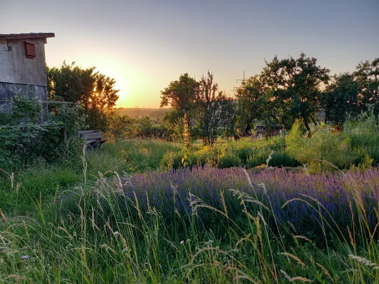 Kräuteracker im Abendlicht, Sonne über dem Horizont