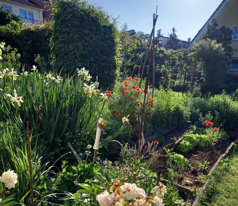 Staudenbeet mit Schwertlilien, Mohn und Pfingstrosen