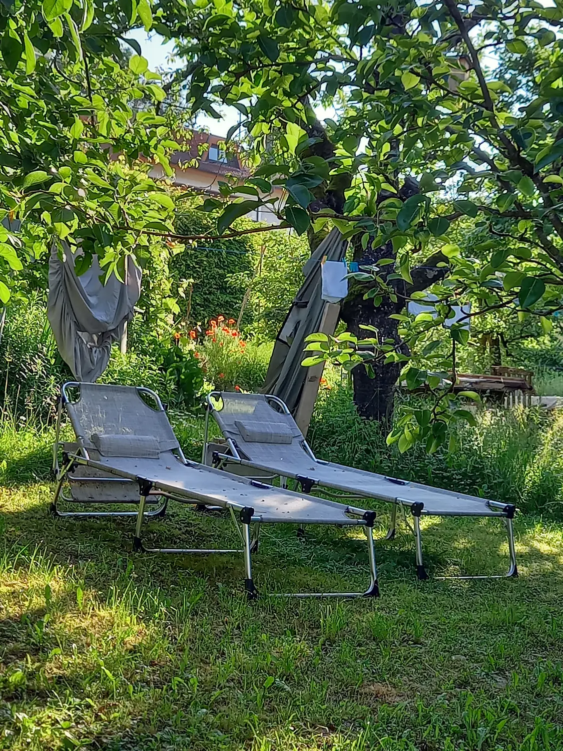 Zwei Gartenliegen im hohen Gras unter Bäumen