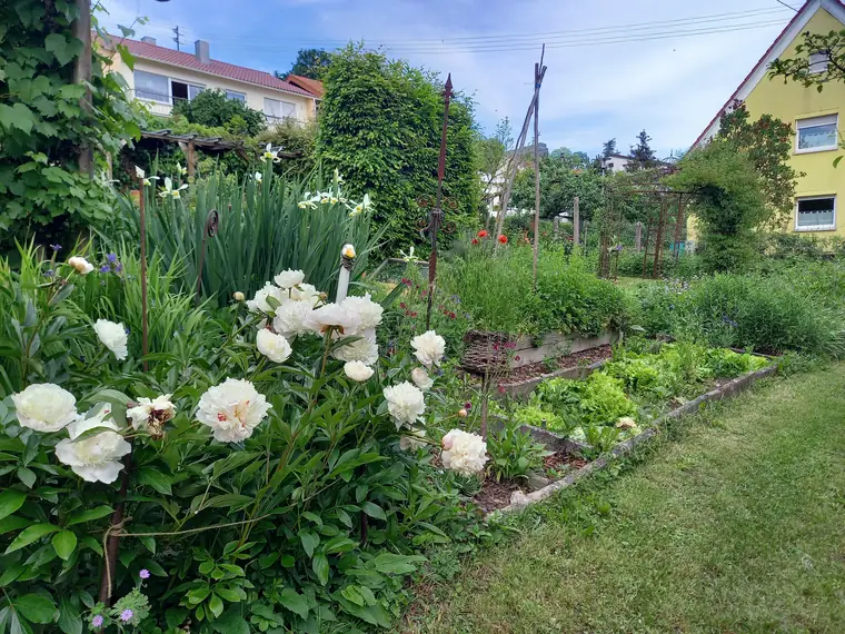 Weiße Rosen und Staudenbeete im Garten, dahinter das Nachbarhaus