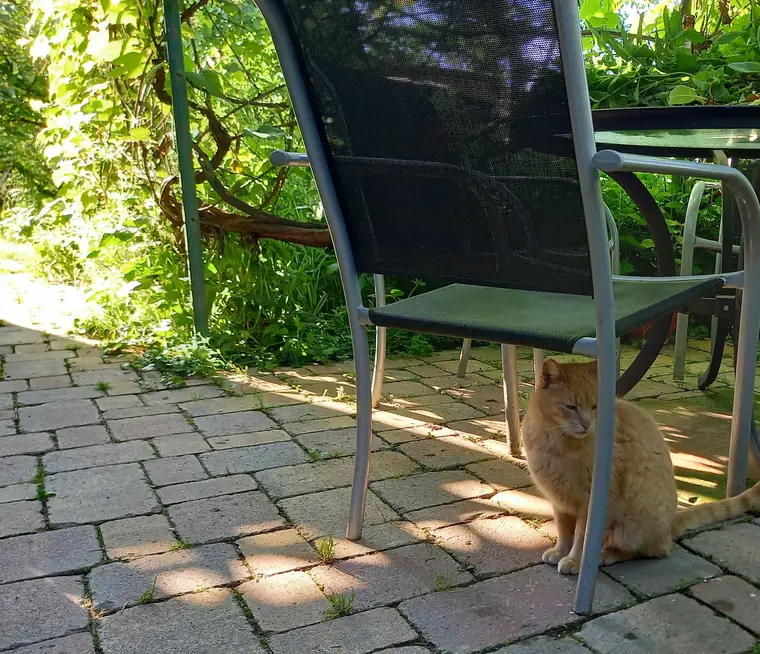 Katze auf der gepflasterten Terrasse zwischen Gartenstühlen
